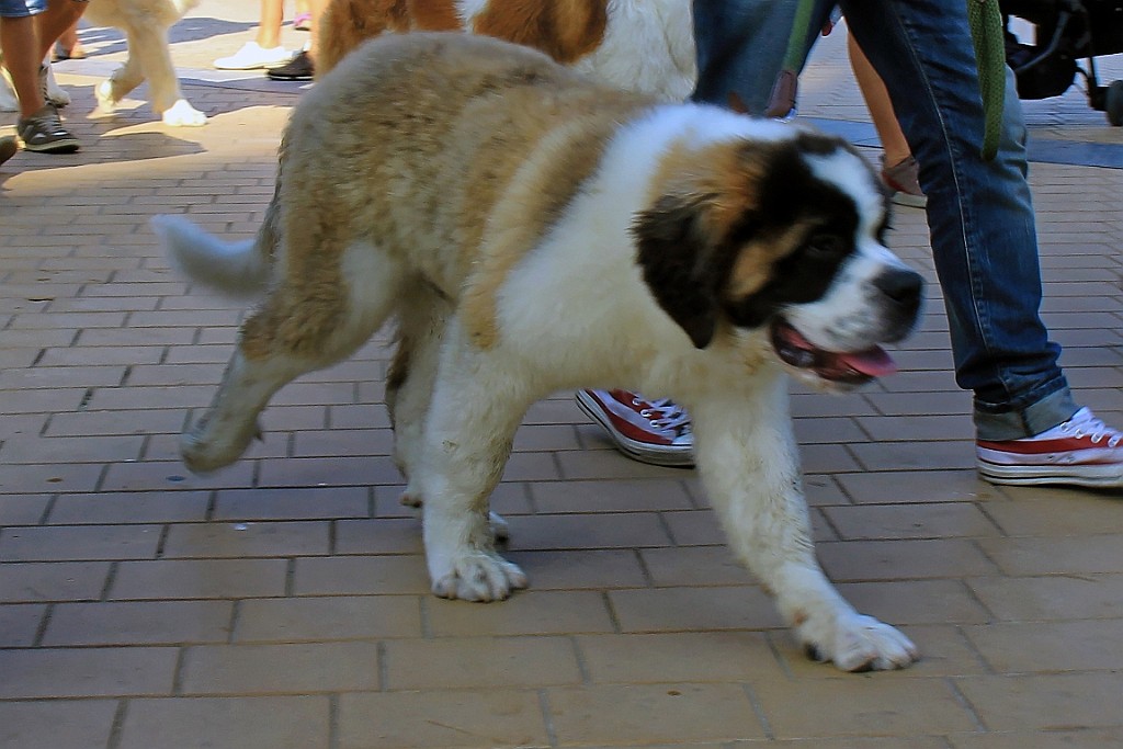 NP082017 (47).jpg